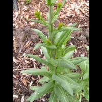 Pastel, Isatis tincoria (4)